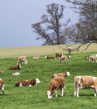Despite horsemeat scandal, global meat industry is positive about prospects