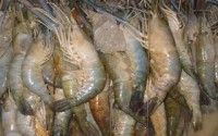 BlackSpot treatment gives prawns quality boost