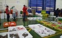 EU imports, fish supplies drop