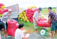 Rice prices slightly reduce in Mekong Delta