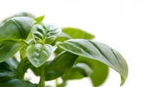Organic Basil Sold at Trader Joe’s Recalled Due to Potential Salmonella Risk