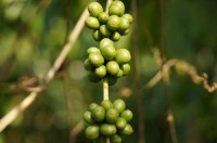 Naturex launches top selling US slimming ingredient in Europe