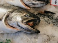 Researchers show natural microbial agents in packaging can extend shelf life of salmon