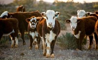 Salmonella could be beef industry’s new biggest challenge