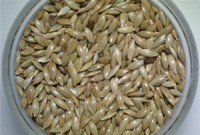 New variety of canary seeds may serve as gluten-free cereal