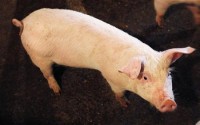 Pork industry hunts for deadly pig virus