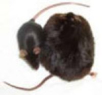 Hop extract shows weight management potential