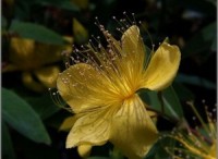 Nature's healing gold - berberine