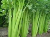 vegetable prices increased