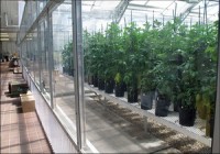 Biotech apples may be harbinger for genetically modified spuds