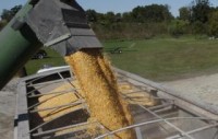 Corn stocks tighten, soybeans unchanged -- USDA