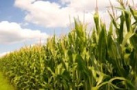 Particle size important for GMO detection in bread, finds study