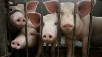 Deadly piglet virus spreads to nearly 200 U.S. farm sites