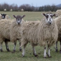 Budget row stalls EU farming reforms