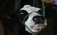 Brazil Investigates Second Possible Mad Cow Case Since 2010