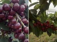 Chinese market determines if there is enough cherry for UK/Europe