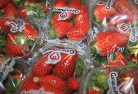 Spain is developing increasingly strong and sweet strawberry varieties