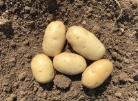 France: Demand for potatoes will be constant this yea