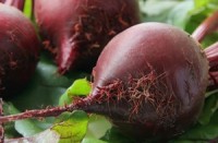 Improve your athletic performance naturally with beets