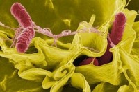 Most common Salmonella strains in foodborne illness outbreaks
