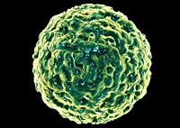 Research call: norovirus