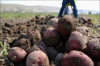 Oregon launched drone mission to keep spuds happy