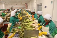 Peru's non-traditional agro exports rise 8.1% in 2013