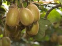 First PSA case in Hawke's Bay confirmed