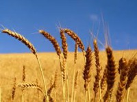 Grain Millers Tell Zimbabwe Price Policy Will Cause Famine