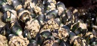 Shellfish poisoning cases rise to 9