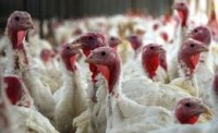 Officials Tracking Outbreak of Rare Salmonella Strain in Seven EU States