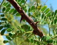 ‘Unexploited seeds’ may prove healthier alternative to sunflower oil