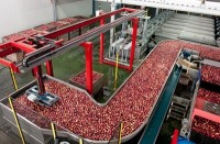 Sorter introduces new linear weighing machine