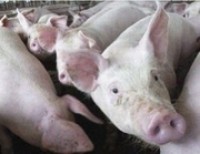 Foot-and-mouth disease confirmed in livestock in China