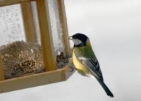 Merit Bird Company, LLS Recalls Vitae Because of Possible Health Risk
