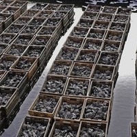 Dutch oysters get MSC certified