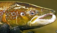 Sainsbury's admit error made in Scottish salmon labeling