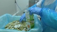 Frozen organic vegetable purées for babies in France