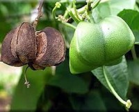 Sacha Inchi superfood contain omega fatty acids