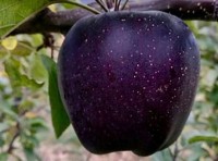 Black Diamond apples from Tibet