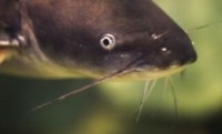 Bills introduced to cut USDA’s catfish inspection