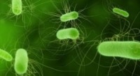 7 E. coli Cases in Stephens County, GA