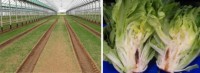 Long-term delivery difficulties in the fresh-cut segment