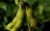 DuPont Pioneer launches next generation T Series soybeans