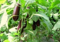 GM aubergine trials ended in Philippines