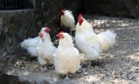 H7N9 bird flu outbreak in China gets attention in the United States