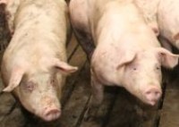 National Pork Board announced alarm over pig disease