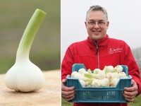 Good demand for fresh garlic but volumes are lacking