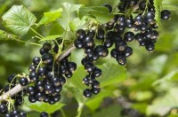 Blackcurrant ingredients may help asthma
