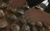 Mysterious oyster-killer found in NSW